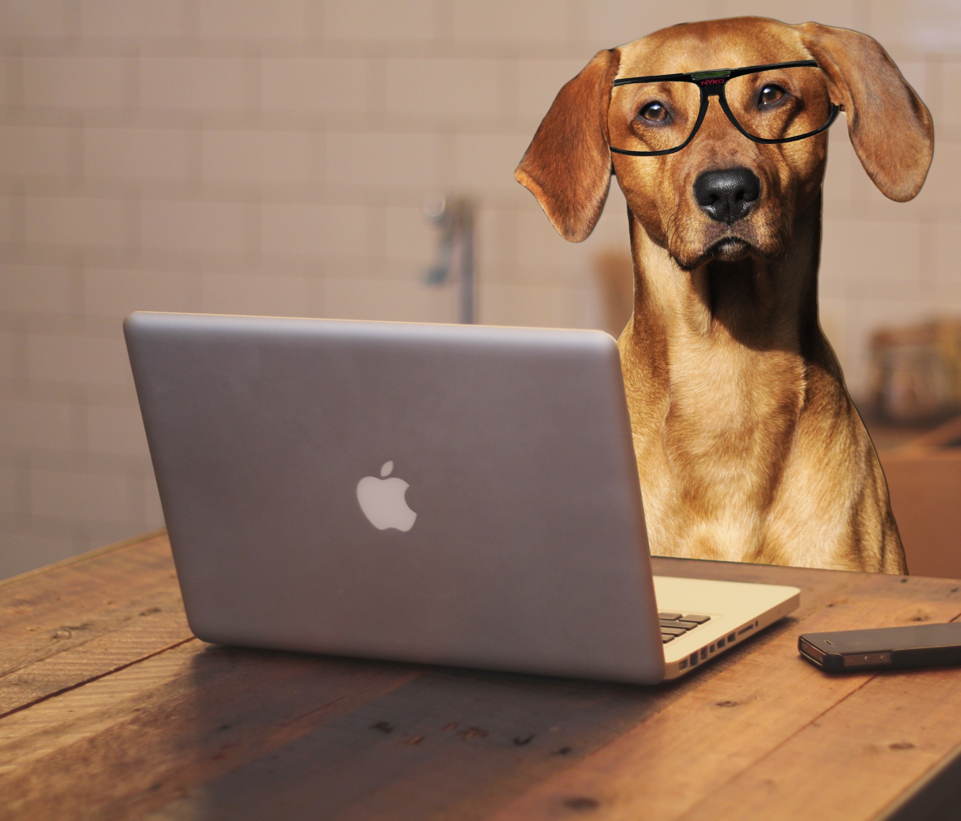 dog-using-laptop-computer-karen-arnold